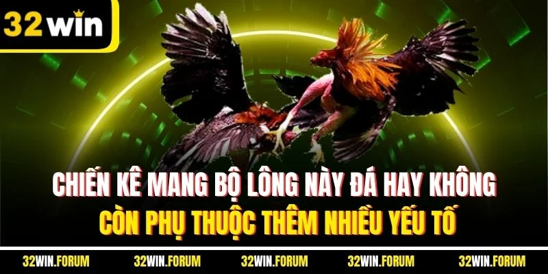 Chiến kê mang bộ lông này đá hay không còn phụ thuộc thêm nhiều yếu tố
