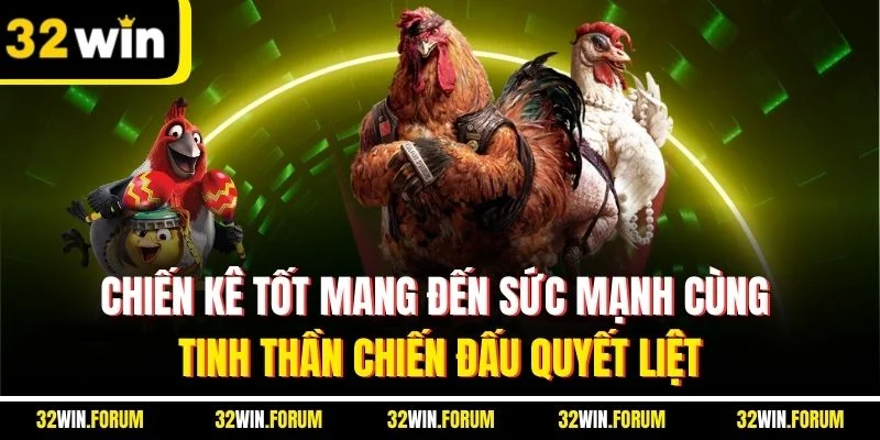 Chiến kê tốt mang đến sức mạnh cùng tinh thần chiến đấu quyết liệt