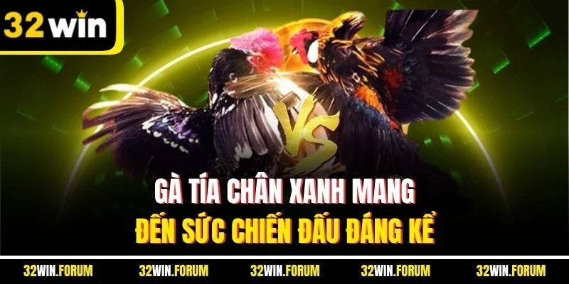 Gà tía chân xanh mang đến sức chiến đấu đáng kể