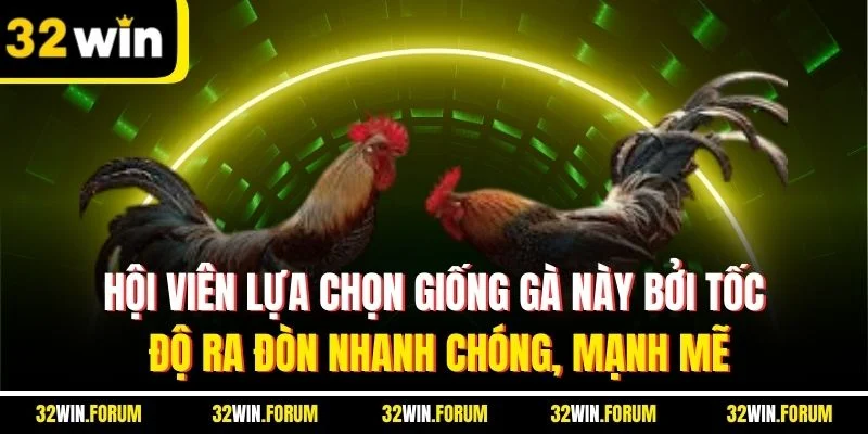Hội viên lựa chọn giống gà này bởi tốc độ ra đòn nhanh chóng, mạnh mẽ