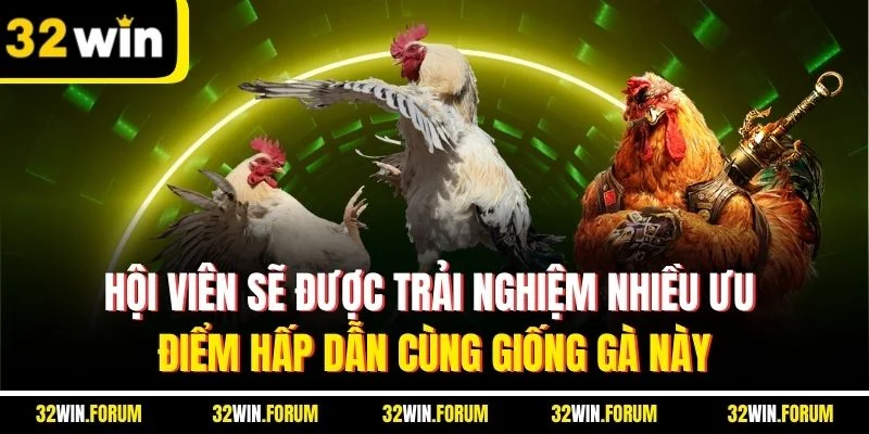 Hội viên sẽ được trải nghiệm nhiều ưu điểm hấp dẫn cùng giống gà này