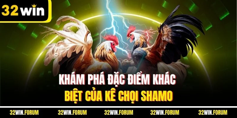 Khám phá đặc điểm khác biệt của kê chọi Shamo