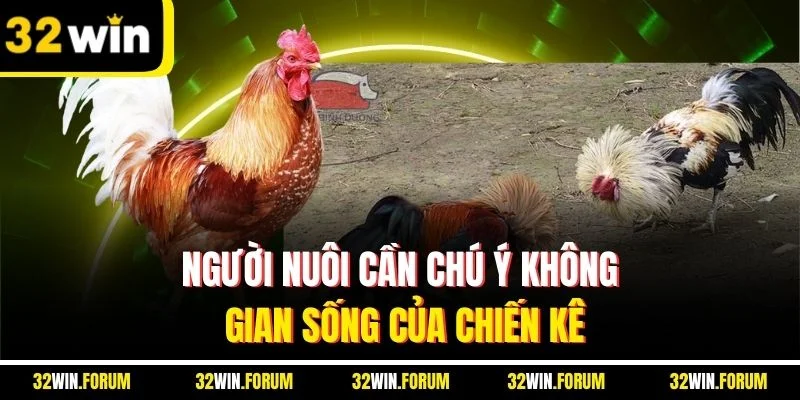 Người nuôi cần chú ý không gian sống của chiến kê