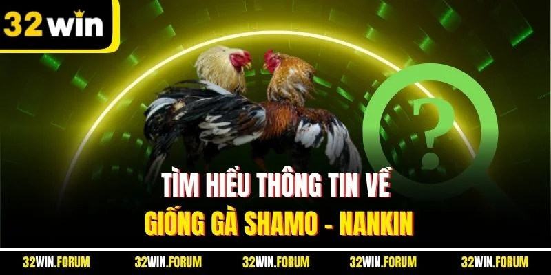 Tìm hiểu thông tin về giống gà Shamo - Nankin