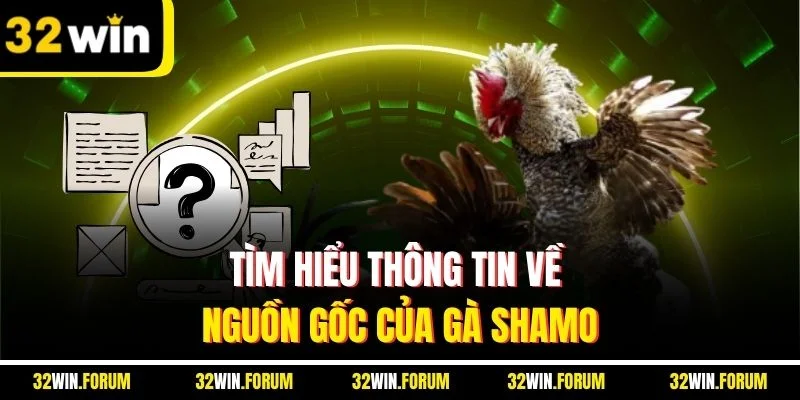 Tìm hiểu thông tin về nguồn gốc của gà Shamo