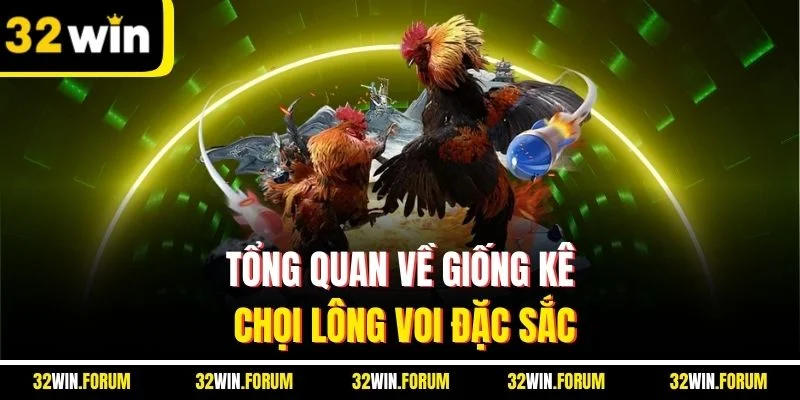 Tổng quan về giống kê chọi lông voi đặc sắc